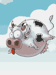 pic for flying cow